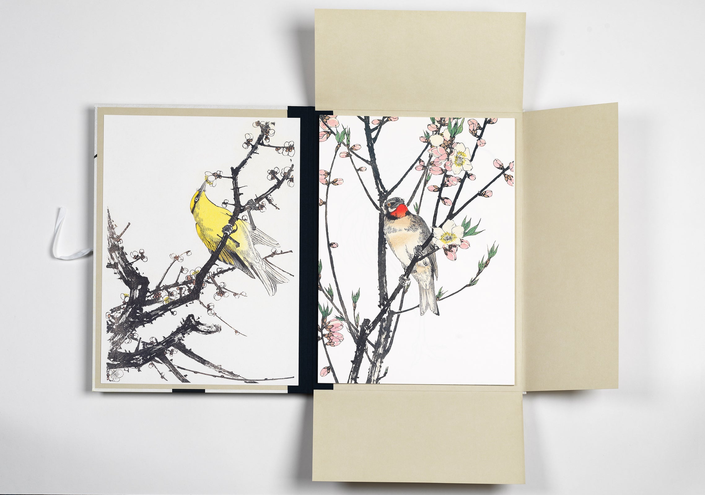 Art portfolios - Japanese Birds